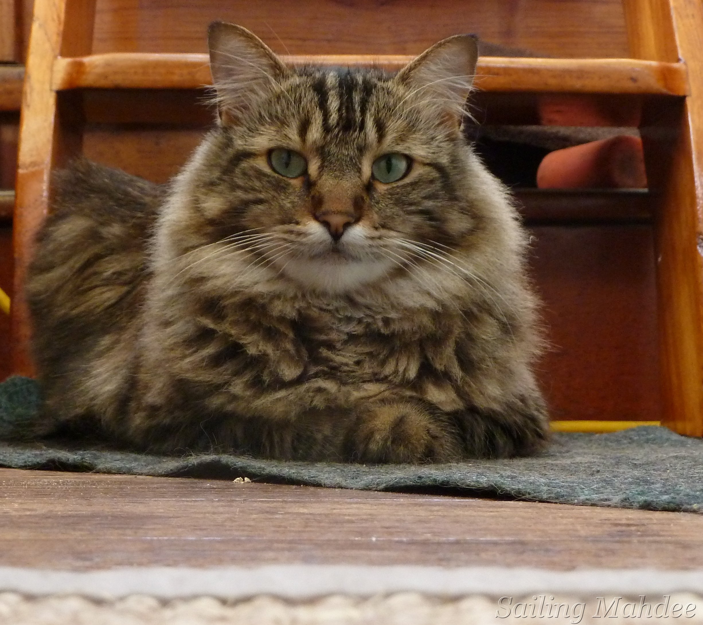 The Cat, the Birds, and the Scuttle Hatch - Sailing Mahdee